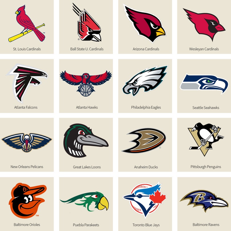 Exploring Football Teams Named After Birds: From Eagles to Falcons