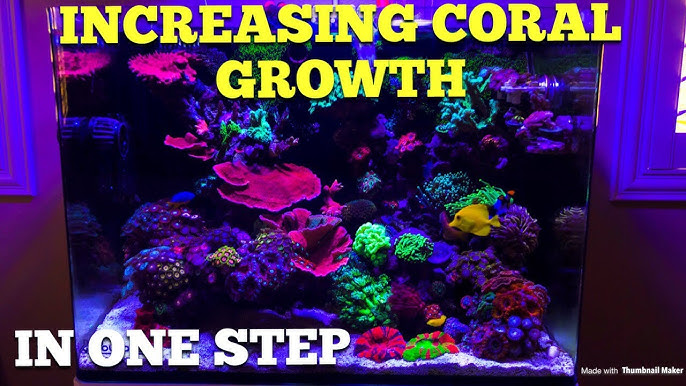 Beginners Luck:  Easy Steps to Grow Oscillated Coral