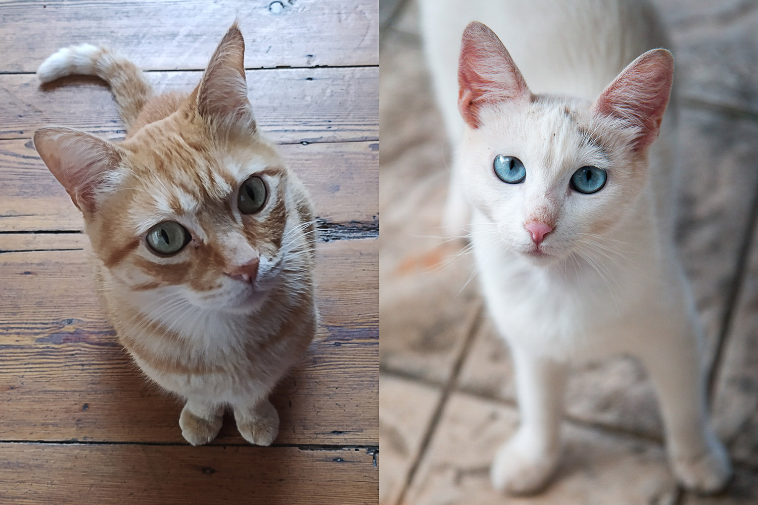 Photograph 2 Types of Cats Easily: A Beginners Guide to Taking Adorable Pictures of Your Furry Companions