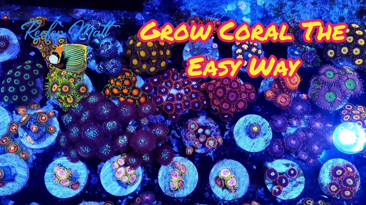 Beginners Luck:  Easy Steps to Grow Oscillated Coral