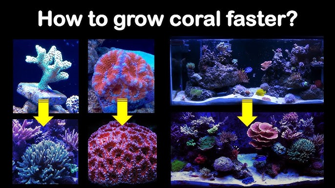 Beginners Luck:  Easy Steps to Grow Oscillated Coral