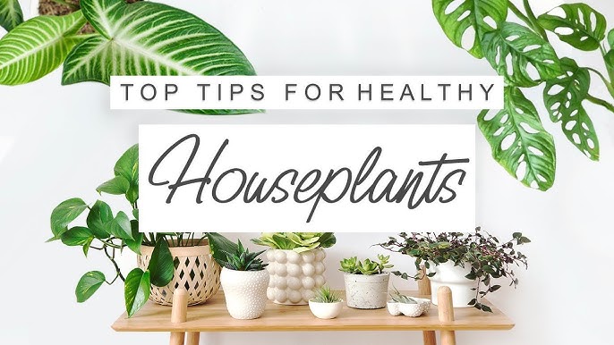 jordan plant Care: Easy Tips & Tricks (Grow Healthy Houseplants)