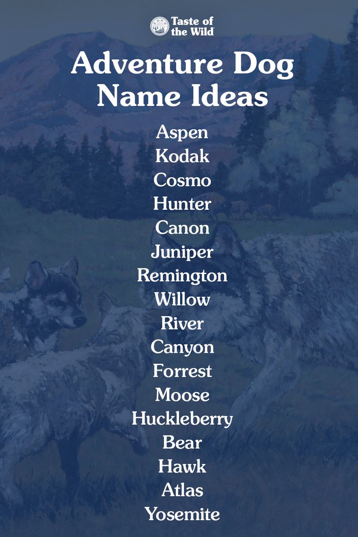 Amon Ra Dog Fantasy Name: Cool Ideas for Your Pup!